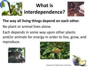 Unit 1: Plants / Ecosystems & Interdependence | Our Hero Headquarters