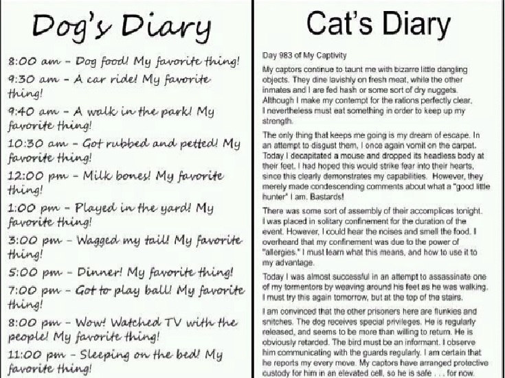 Compare and contrast essay about cats and dogs