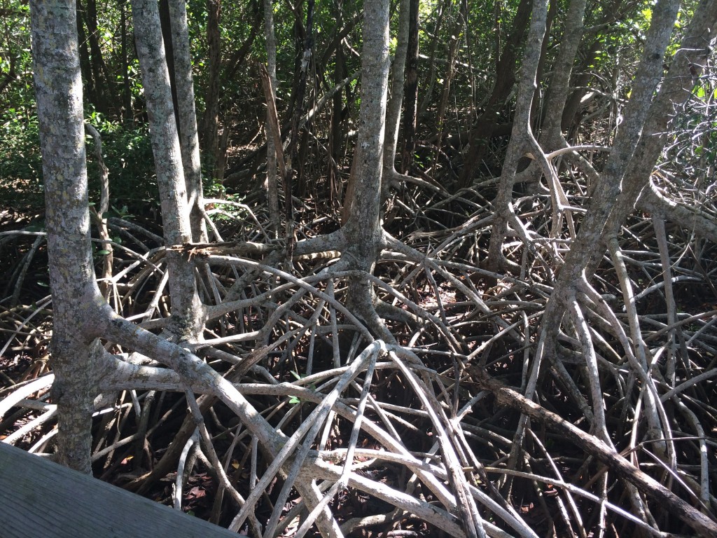 17. This is also a Mangrove