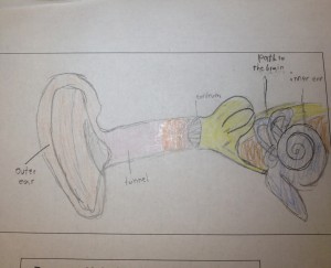 blog pic ear diagram