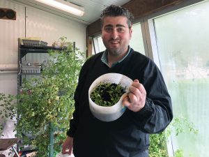 SOMS tech education teacher Louis Chugranis with pepper plants in school greenhouse